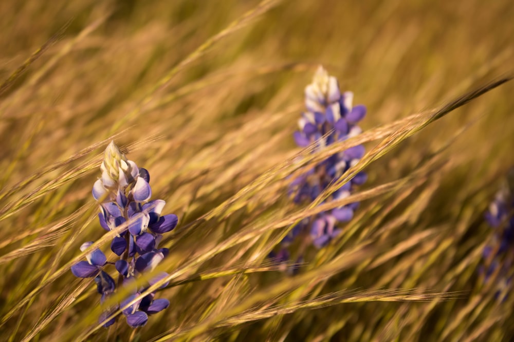 selective focus photography of purple petaled flower