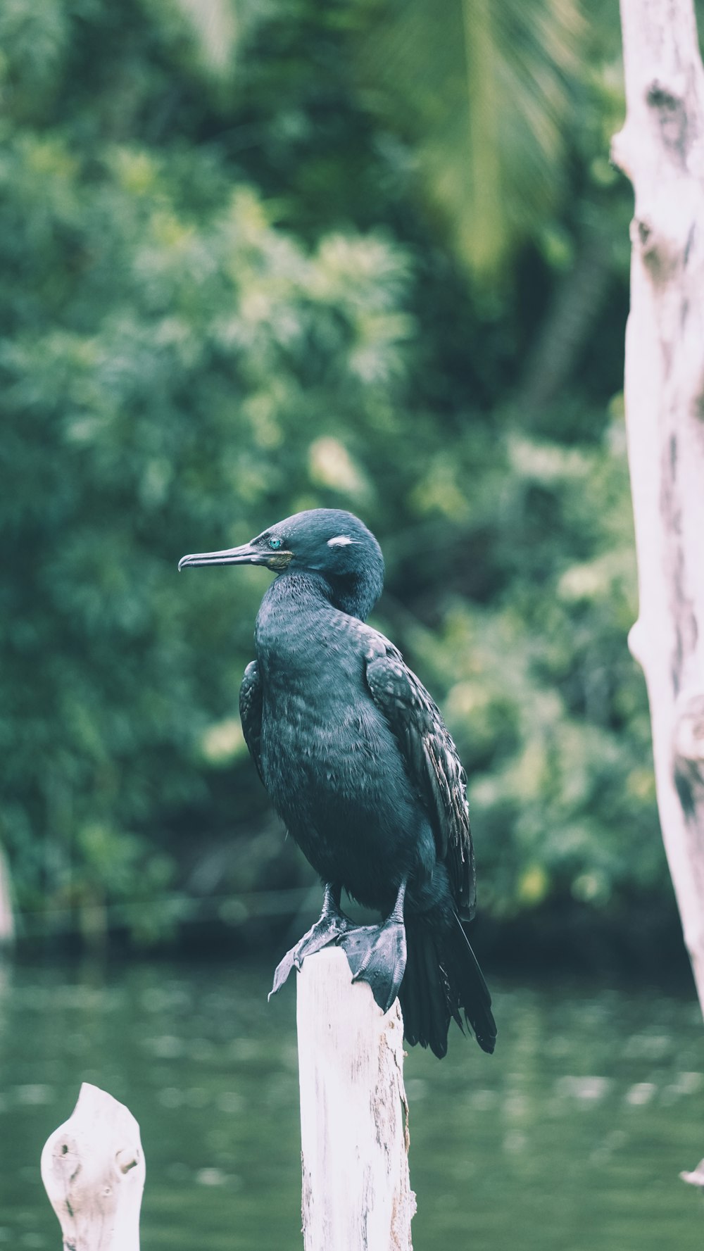 green and black bird perched on branch selective focus photography