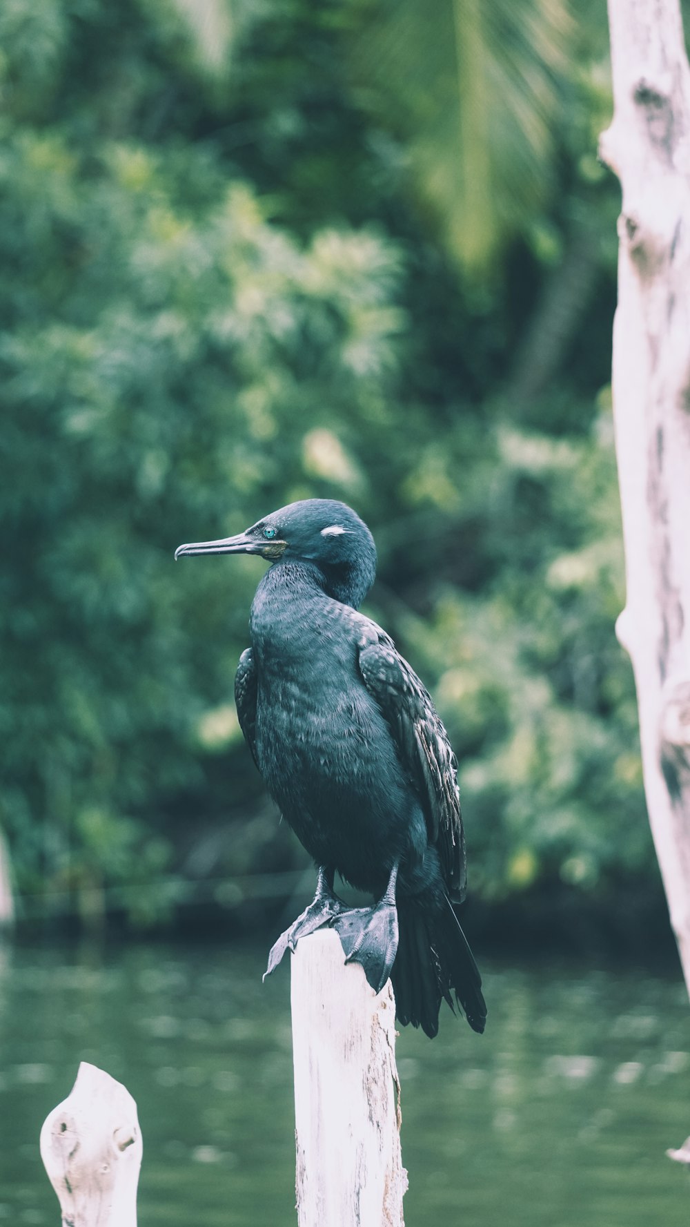 pássaro verde e preto empoleirado em foco seletivo de ramo de fotografia