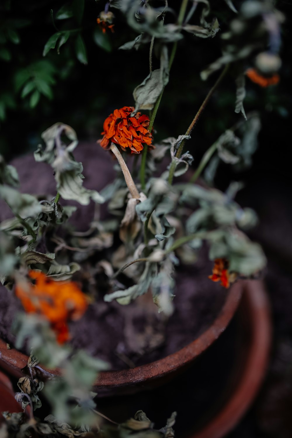 Selektive Fokusfotografie einer verwelkten rotblättrigen Blume