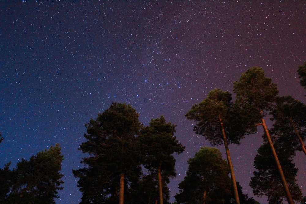 green trees during nighttime