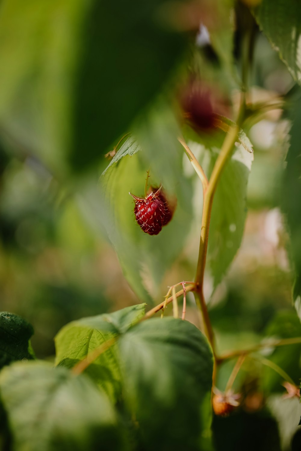 selective focus strawberry fruit