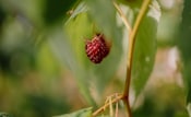 selective focus strawberry fruit