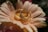 Two gold rings, one with embedded diamonds, are artfully placed on top of a light pink flower with soft petals, creating a romantic setting.