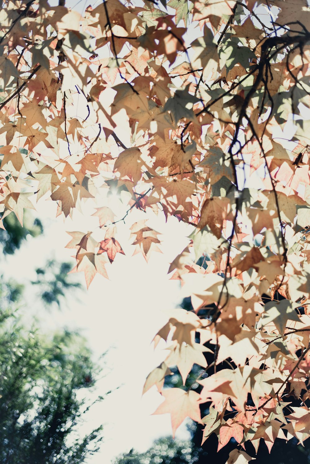 worm's-eye-view of beige leaves