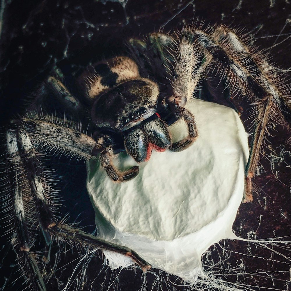 Poleiro de aranha cinza em uma teia branca