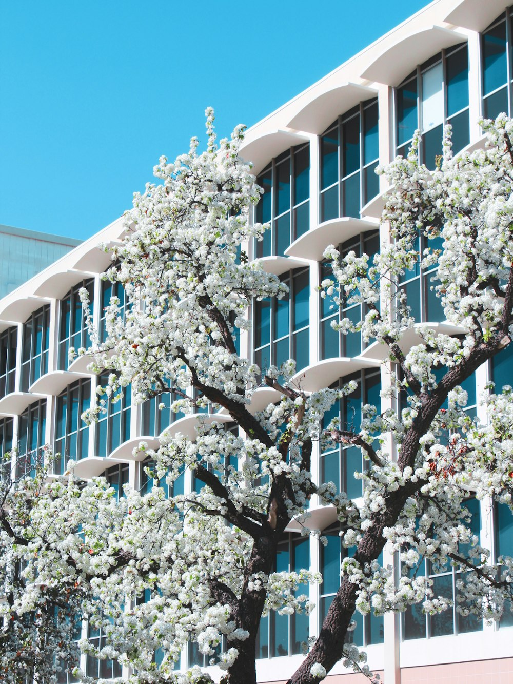 white petaled flowers in front of building