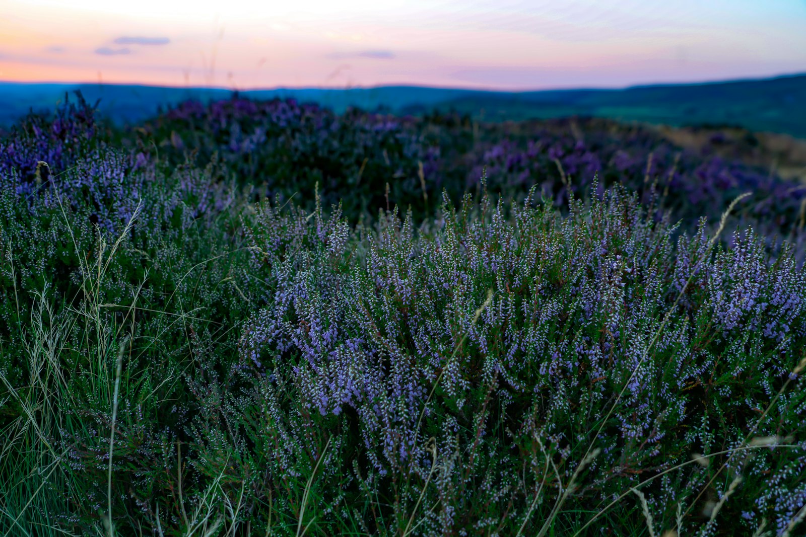 Sony a7R III + Sony FE 24-240mm F3.5-6.3 OSS sample photo. Green leafed flower field photography