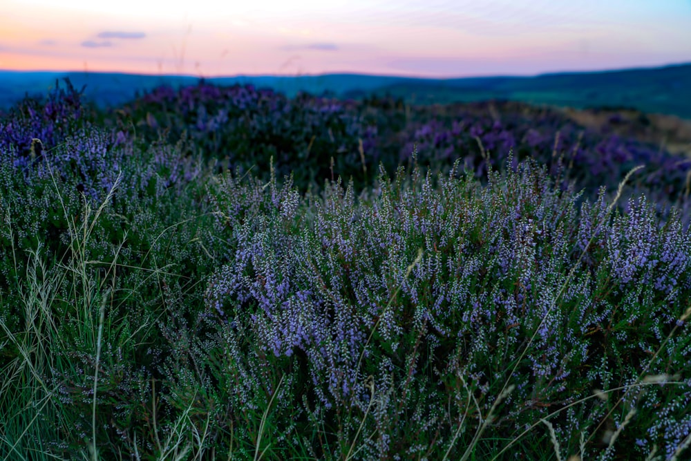 green leafed flower field