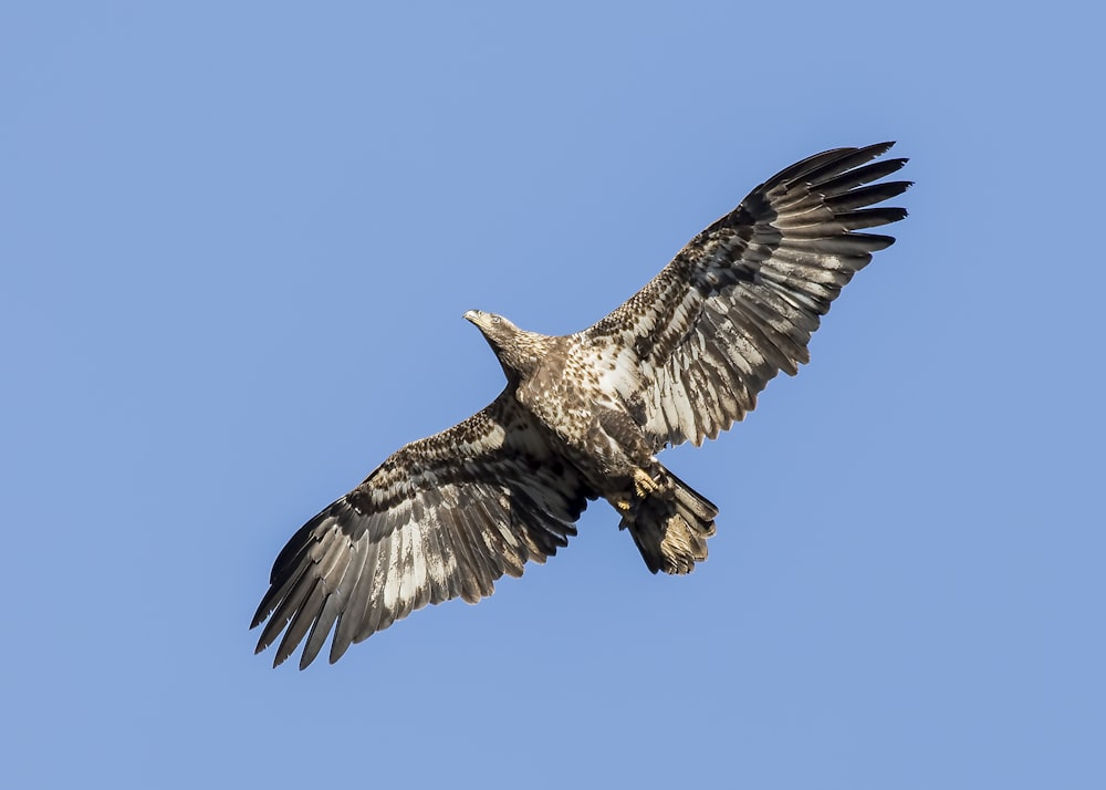 close-up photo of flying eagle