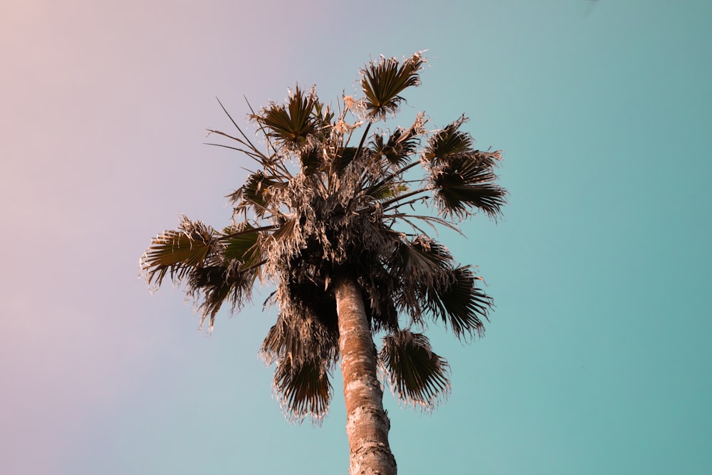 low-angle photography of palm plant