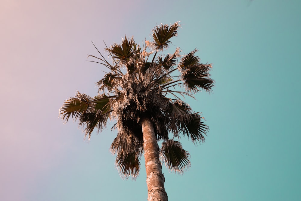 Fotografía de ángulo bajo de una planta de palma