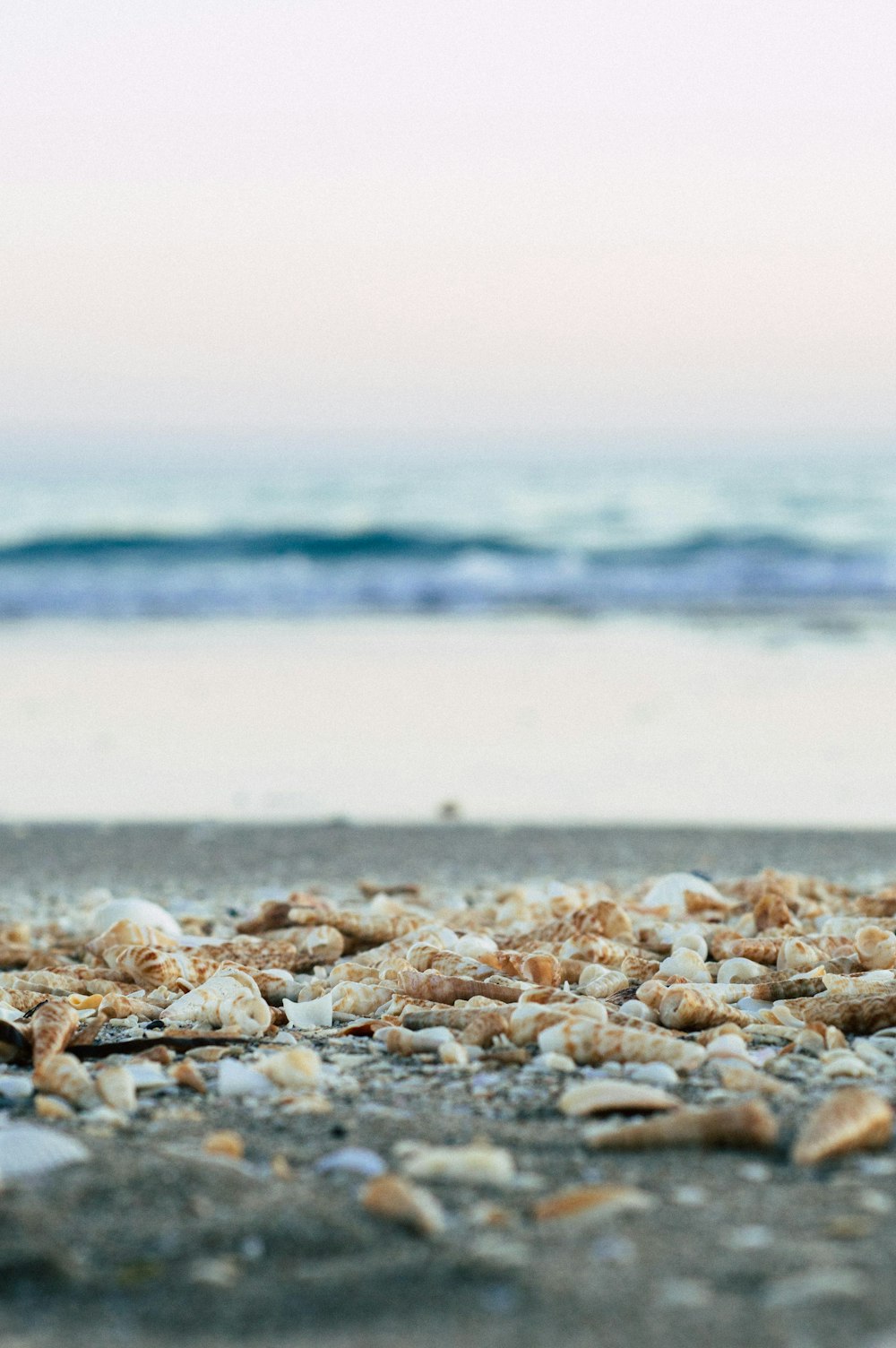Fotografia a fuoco selettiva di conchiglie in riva al mare