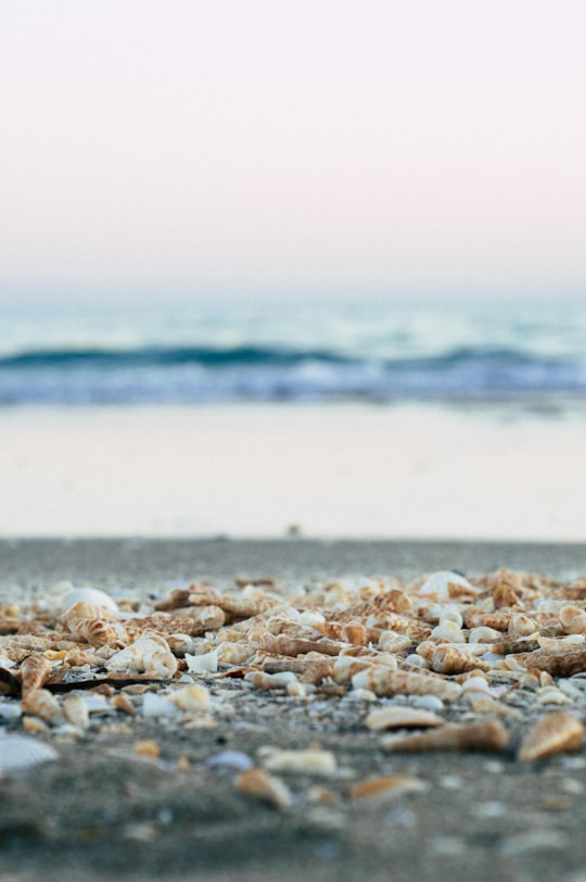 selective focus photography of seashells at seashore in San Nicolás Mexico