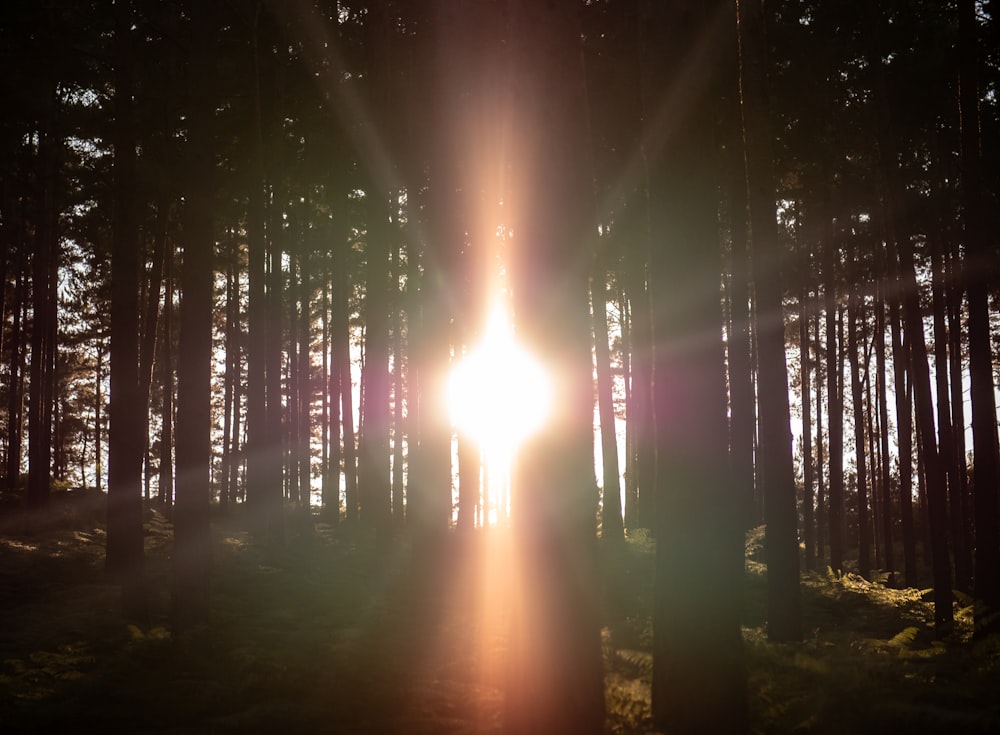 La luz del sol que pasa a través de los árboles del bosque