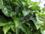 Close-up of delicate fairy wings hanging on a tree branch, shimmering in the sunlight.