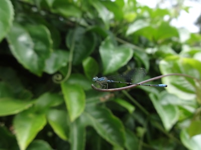 A close-up photo of a dragonfly nest delicately attached to a branch, symbolizing care and stability.
