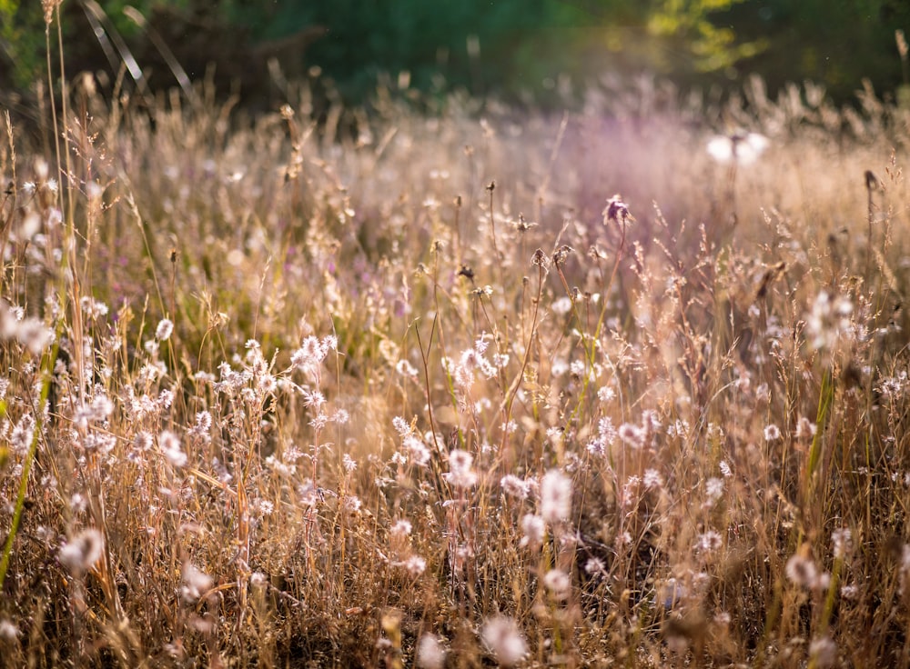 Photographie en gros plan d’une fleur aux pétales blancs