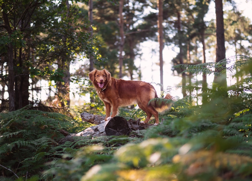 long-coated brown dog on forest
