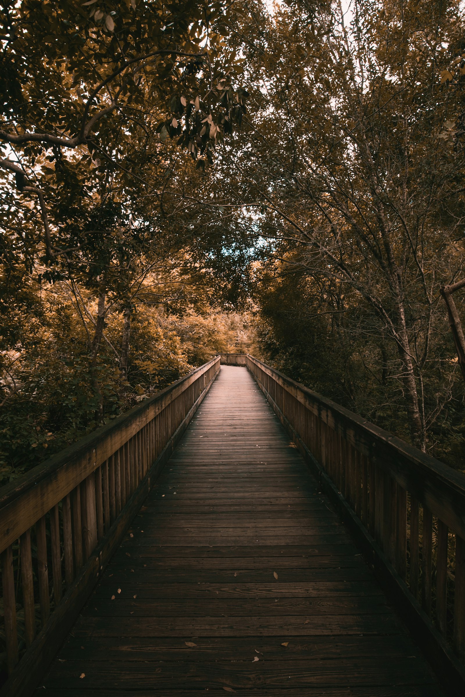 Canon EOS 5D Mark IV + Canon EF 16-35mm F4L IS USM sample photo. Wooden bridge surrounded by photography