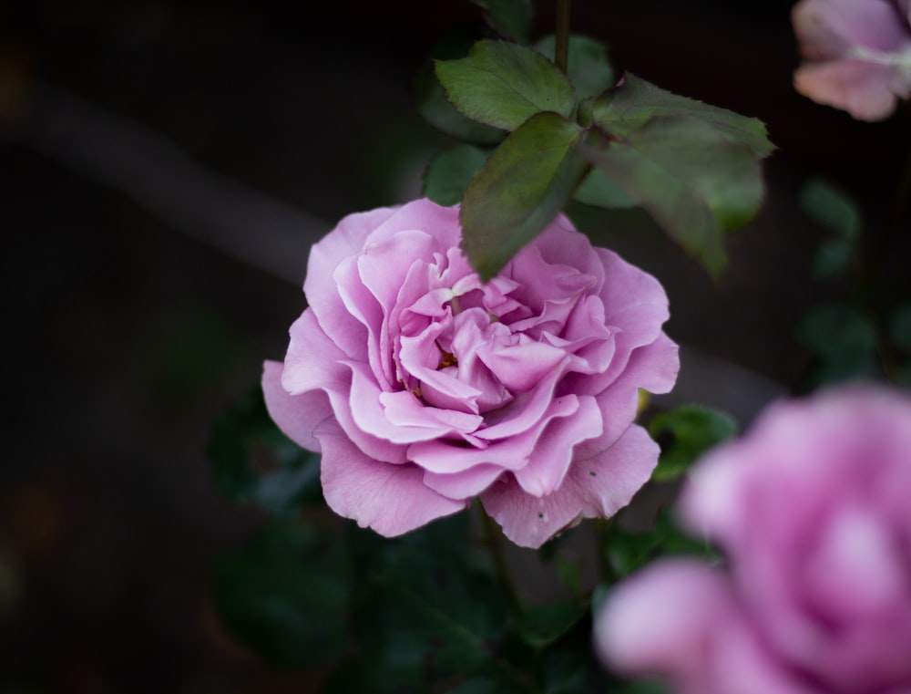 selective focus photography of purple petaled flower