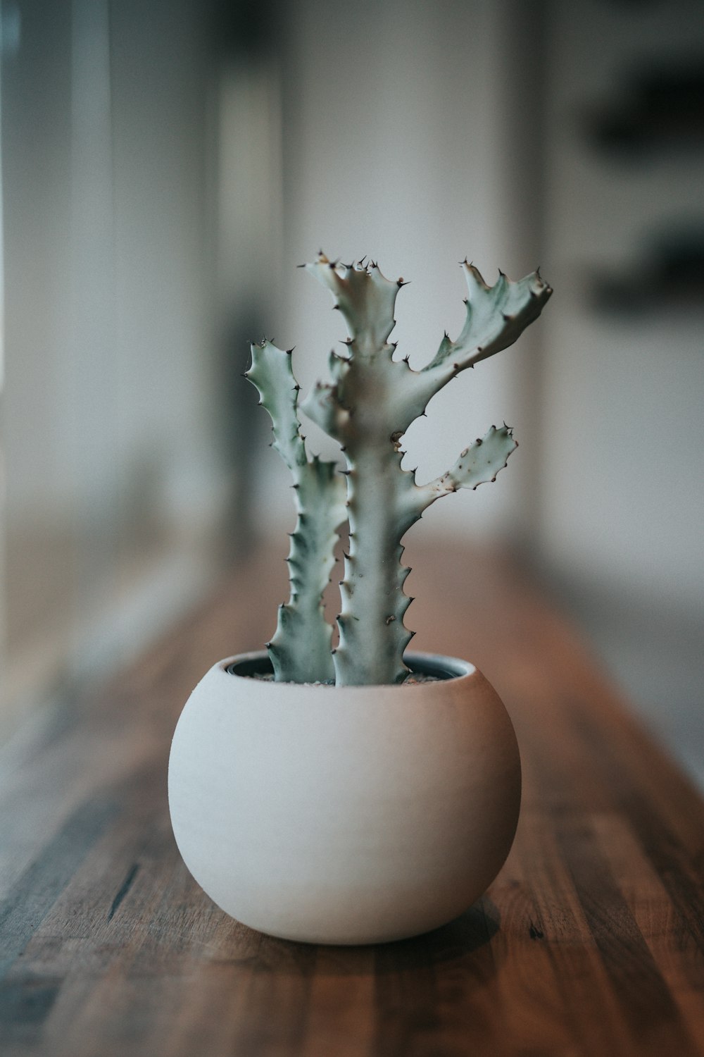 foto in scala di grigi di cactus