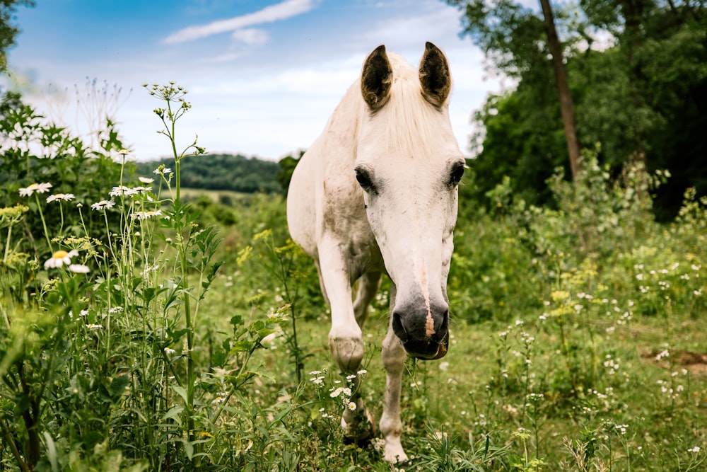緑の芝生の上に立つ白い馬