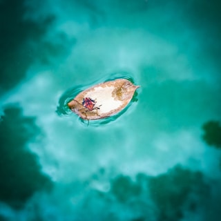 A small bug with a bright red and black patterned back is standing on a dried leaf that is floating in clear, turquoise water. The water is calm with gentle ripples and faint reflections.