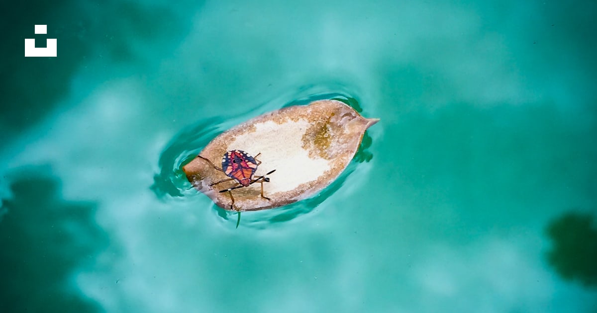 Red insect on brown leaf on water photo – Free Water Image on Unsplash