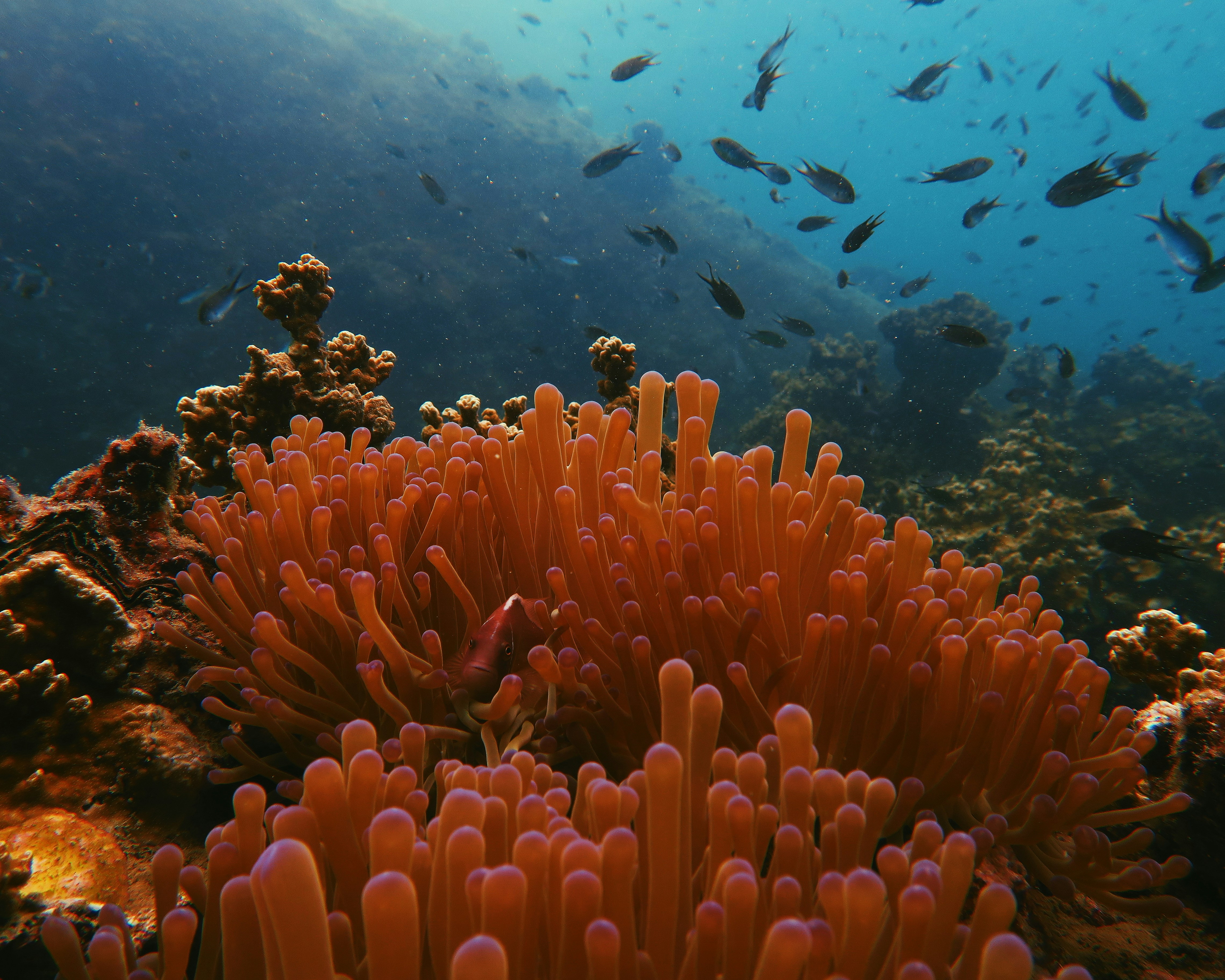 photo of sea anemone