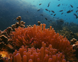 photo of sea anemone
