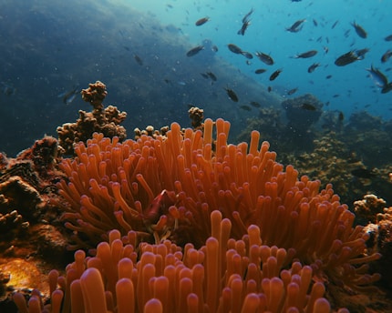 photo of sea anemone