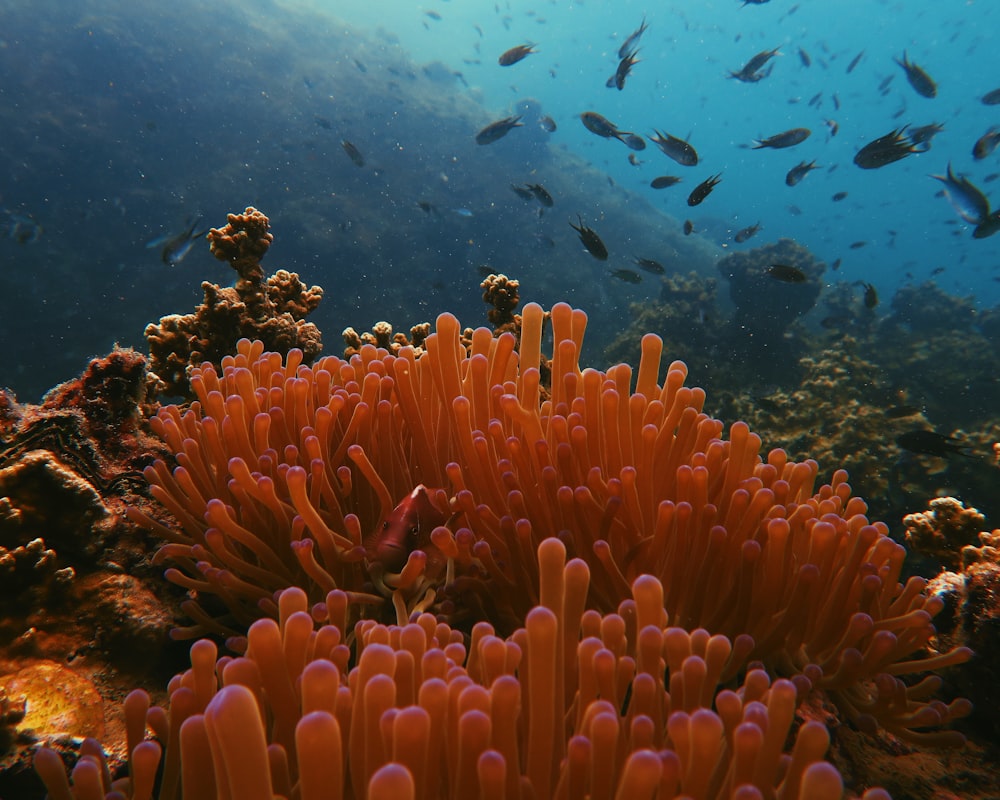 photo of sea anemone