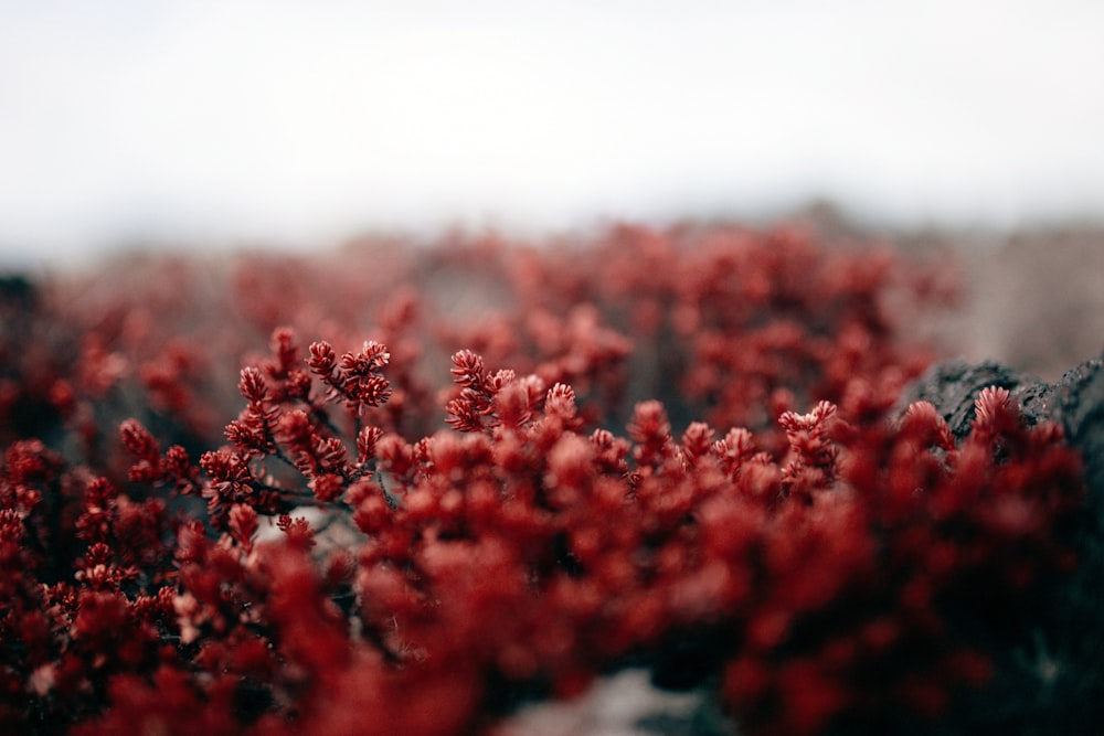 fleurs à pétales rouges dans la photographie en gros plan