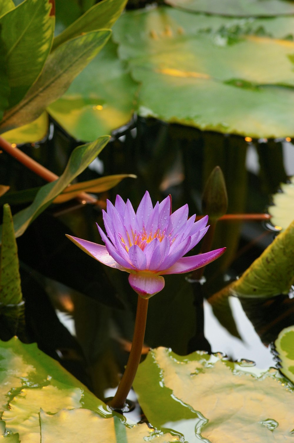 Fotografía de enfoque selectivo de flor de pétalos púrpuras