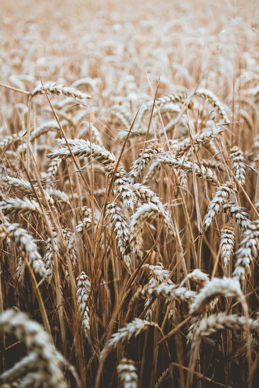 campo de trigo