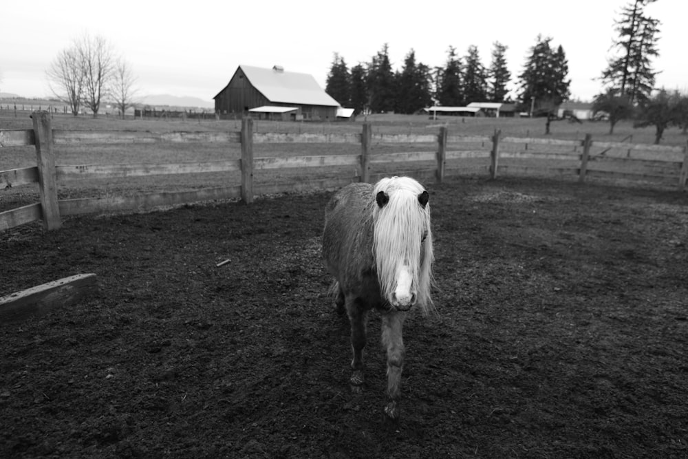 Photo en niveaux de gris de poney dans un ranch