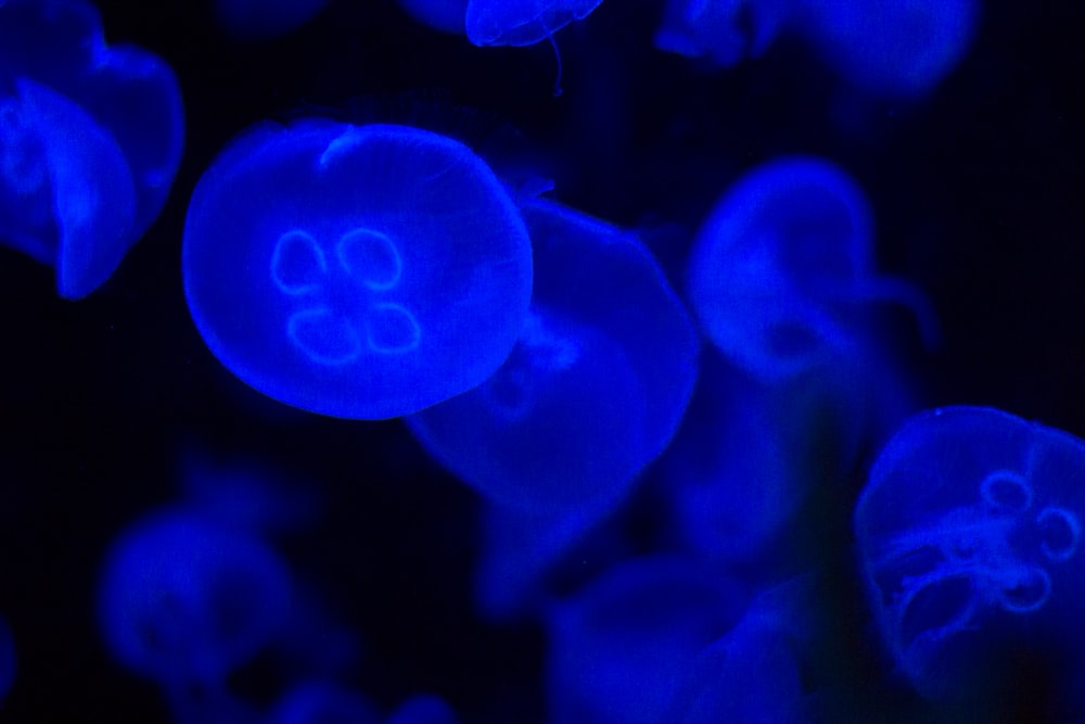 blue jellyfish