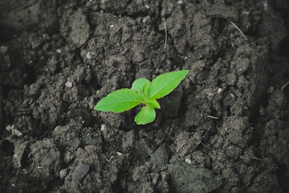 a small green plant sprouting from the ground
