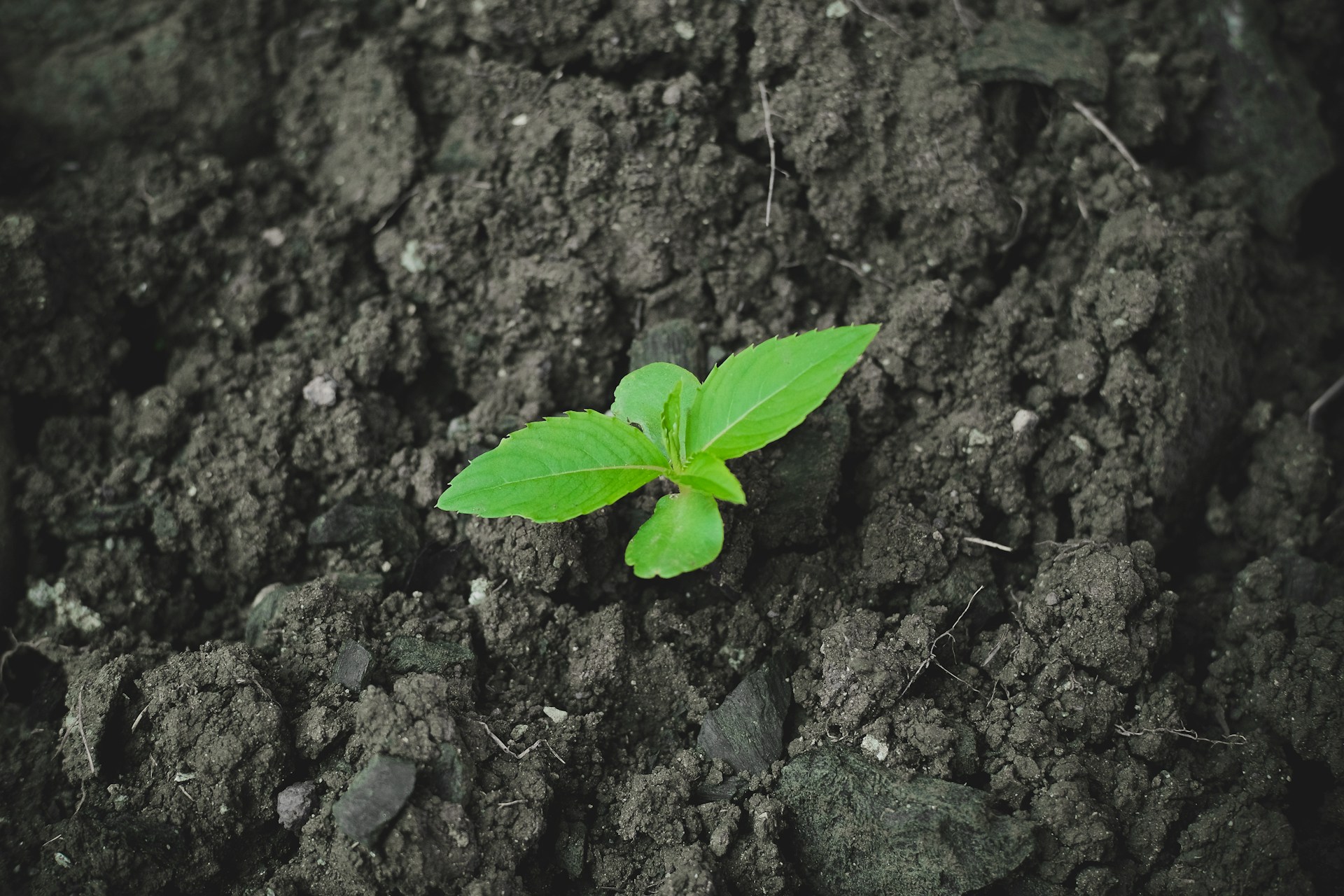 a small green plant sprouting from the ground