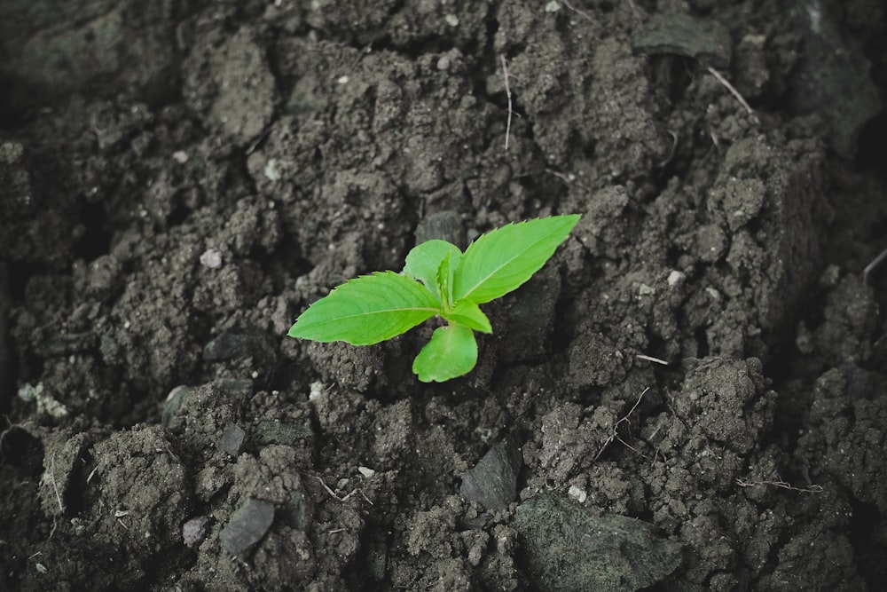 a small green plant sprouting from the ground