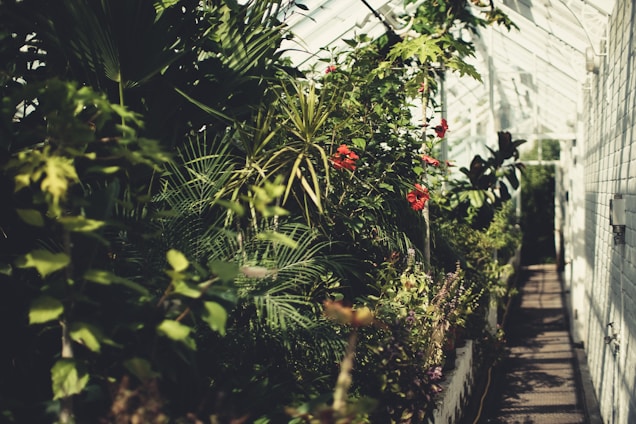 A close-up of colorful ornamental plants thriving in a lush greenhouse, highlighting healthy leaves and blossoms.