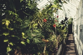 A lush indoor garden with a variety of tropical plants and flowers, including red blossoms, growing in a well-lit greenhouse environment with white walls.