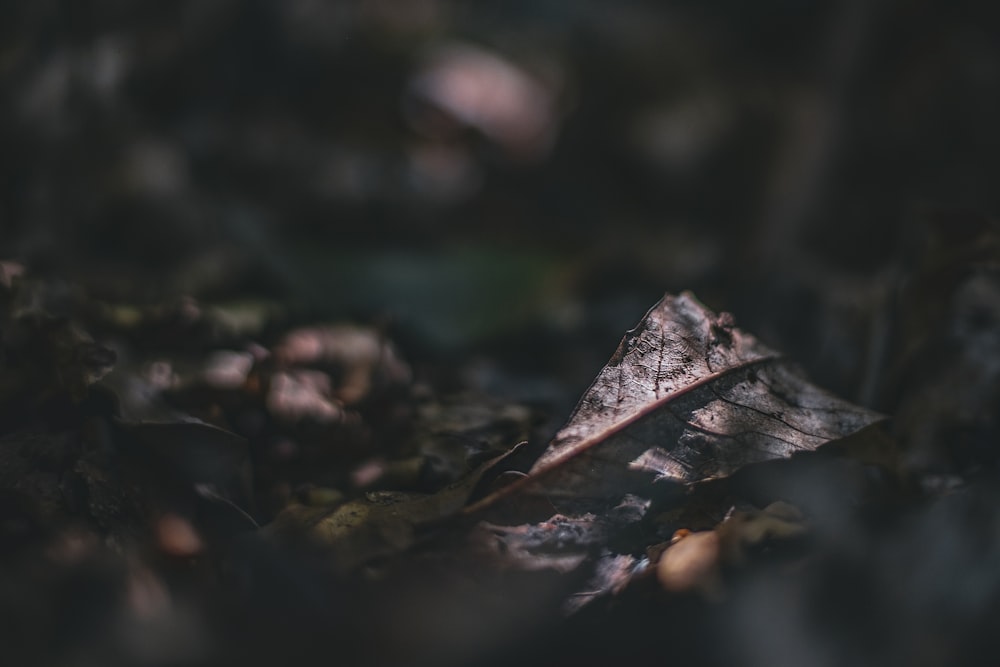 brown leaf on grass