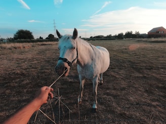A white horse with a bridle stands in a grassy field, leaning forward to nibble on some hay being offered by a person's outstretched hand over a wire fence. The backdrop includes a flat landscape with sparse trees, a house, and power lines under a blue sky with a few clouds.