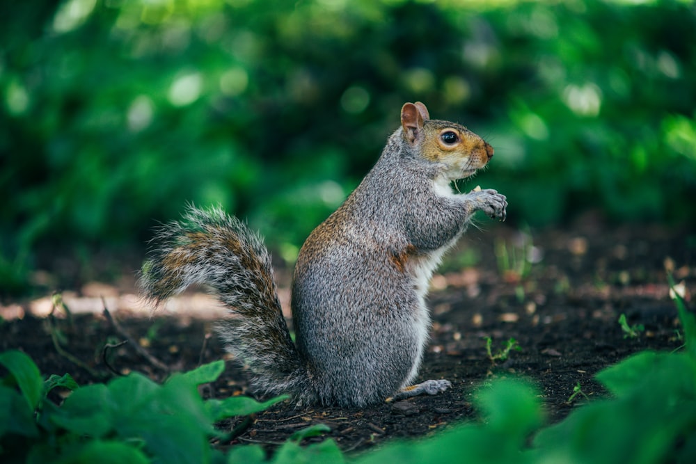 gray and brown squirrel