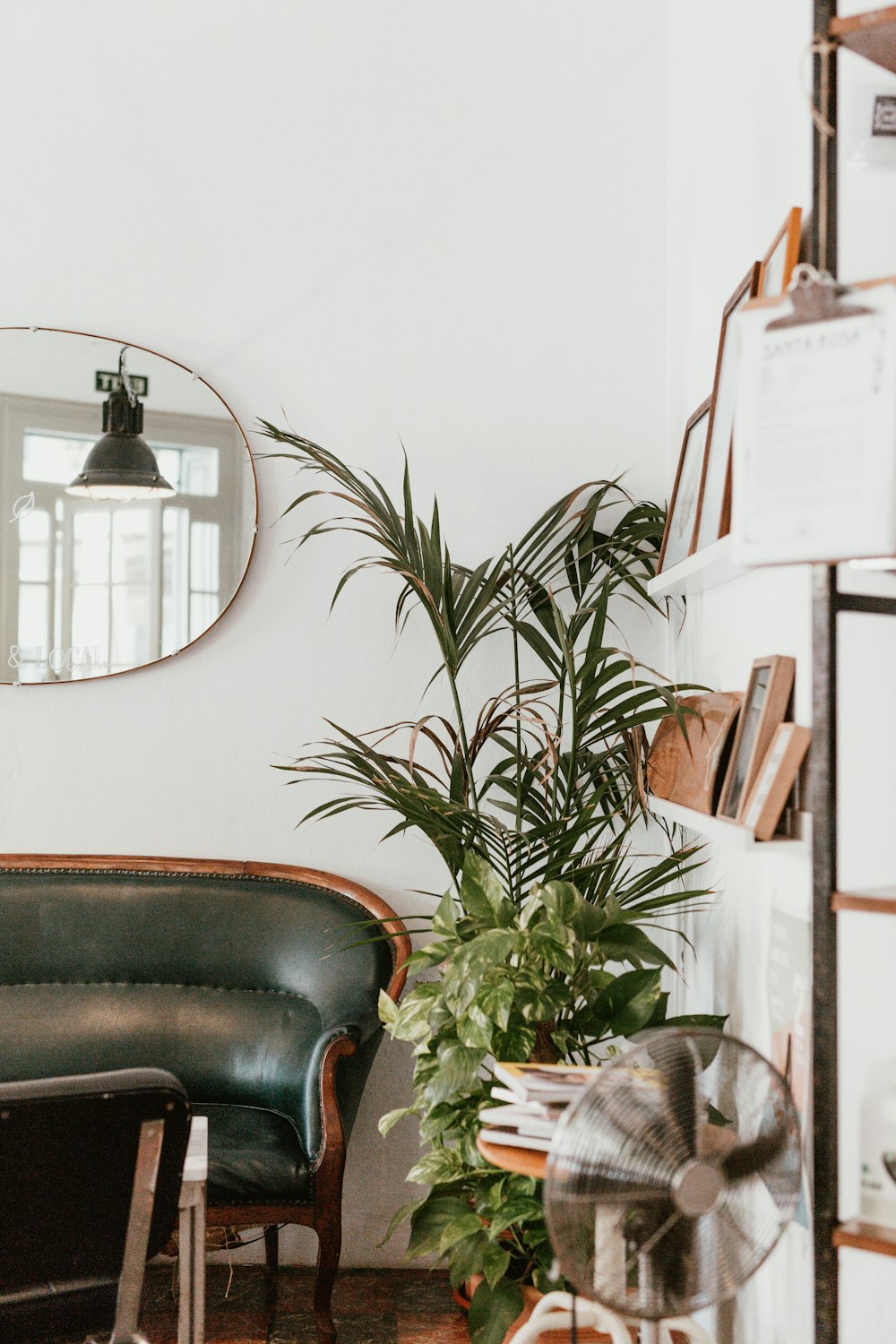 gray fan beside indoor green plants