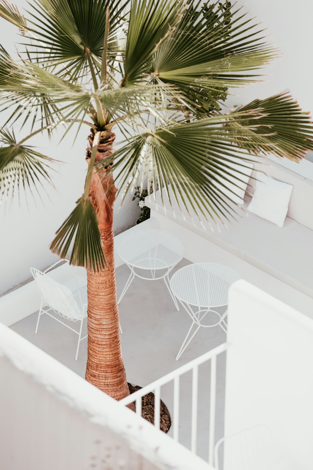 grün belaubter Baum im Haus