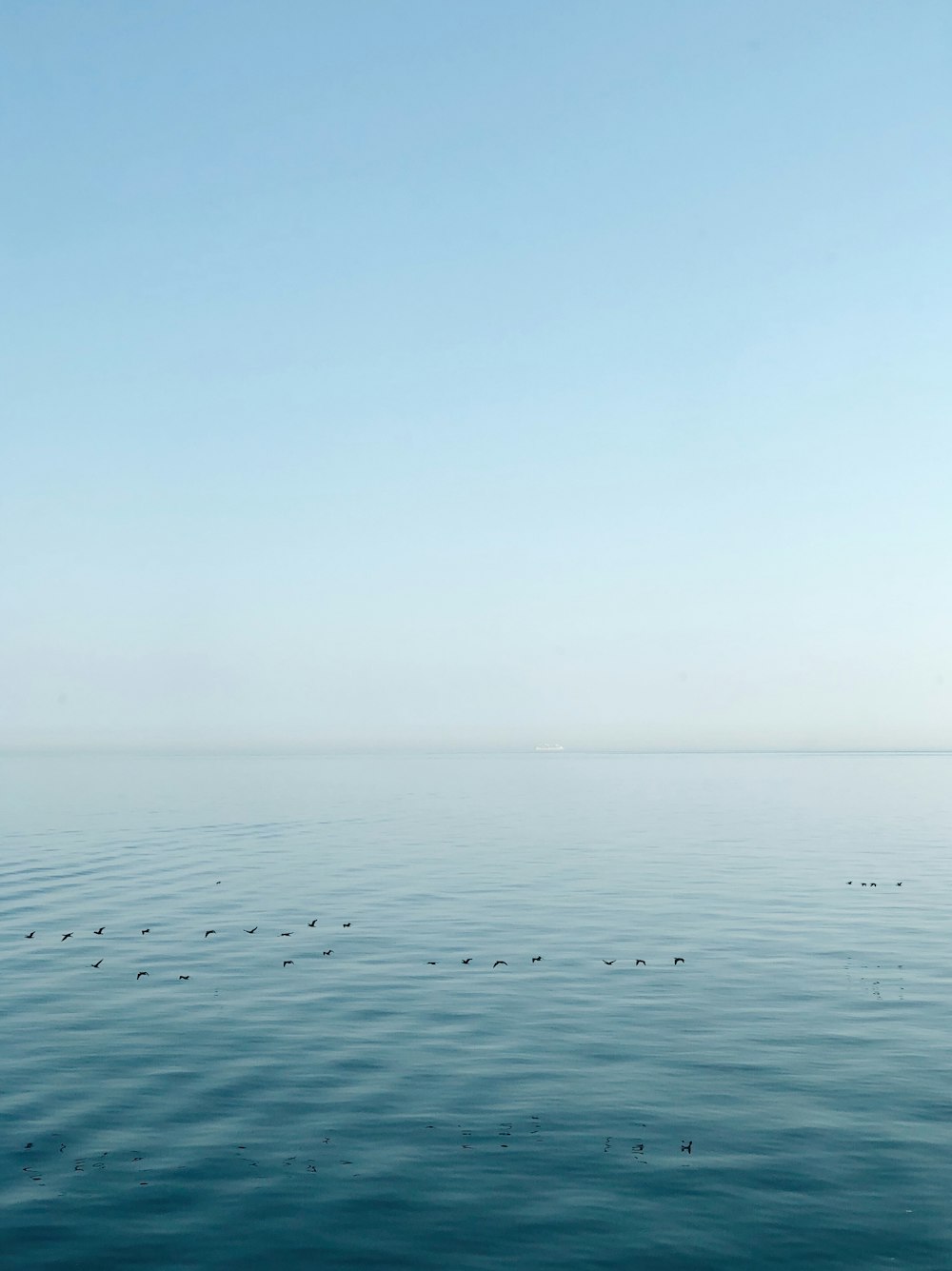 pájaros volando sobre el océano en calma
