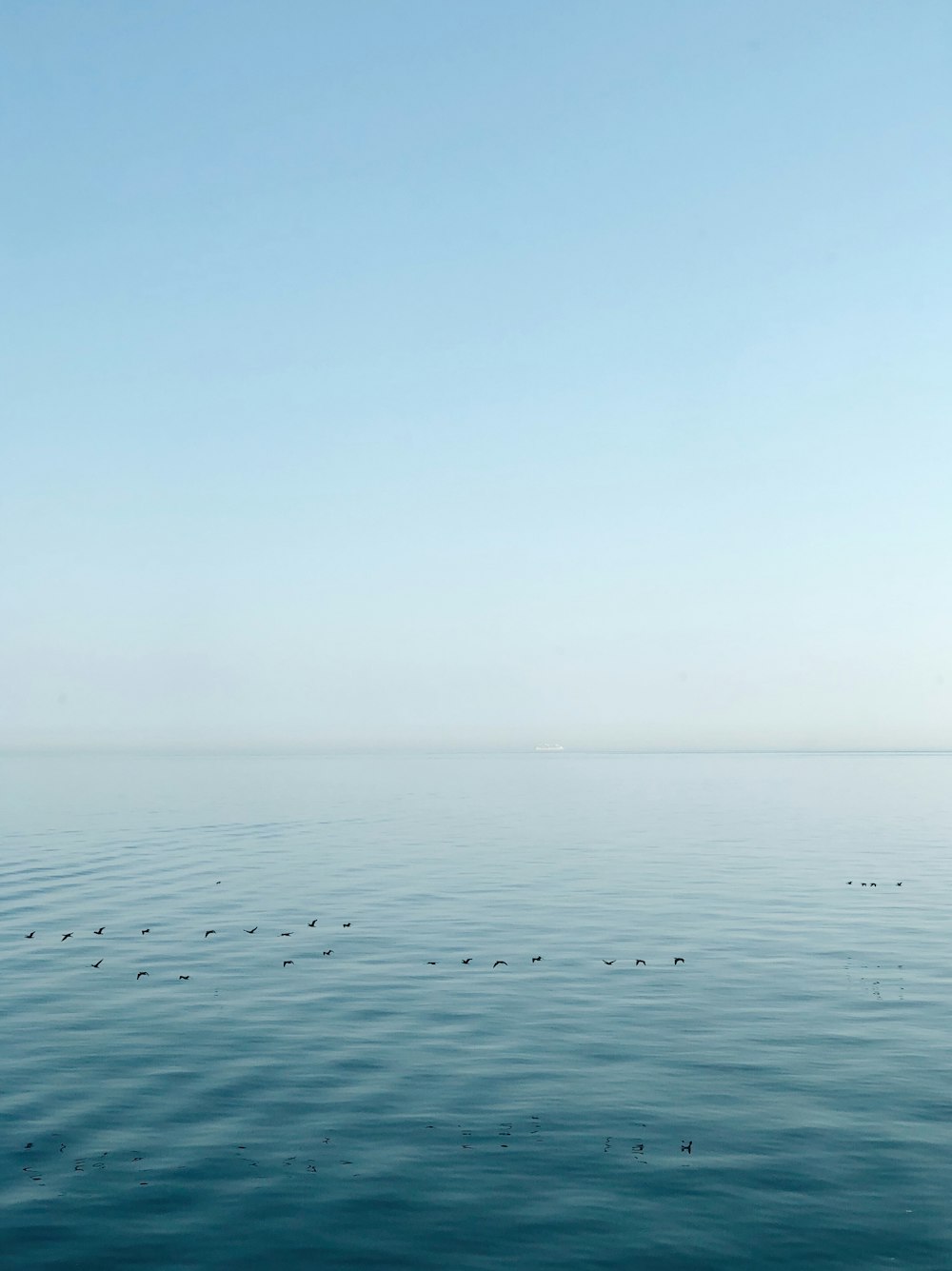 birds flying above calm ocean